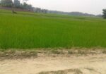Land Sale