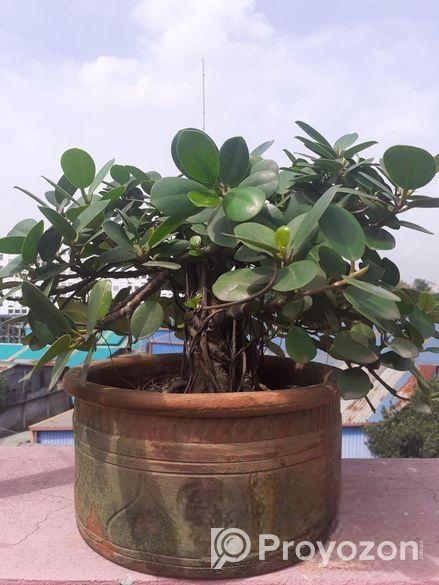বনসাই ফাইকাস চায়না বট Bonshai China Bot Ficus Bons