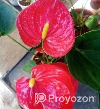 Anthurium gass