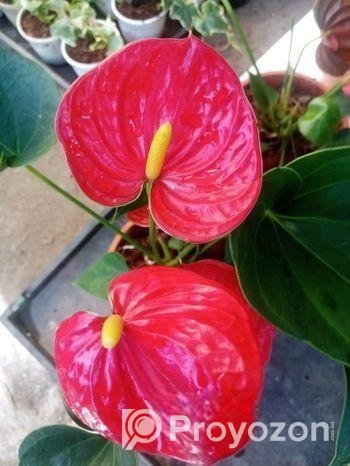 Anthurium gass