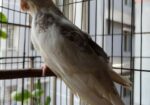 Adult Male Cockatiel