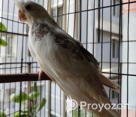 Adult Male Cockatiel
