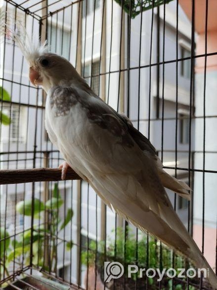 Adult Male Cockatiel