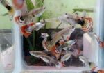 Red Dragon Guppy