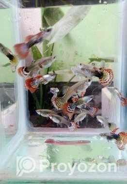 Red Dragon Guppy