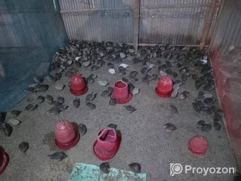 বিভিন্ন বয়সের কোয়েল পাখি বিক্রি করা হবে
