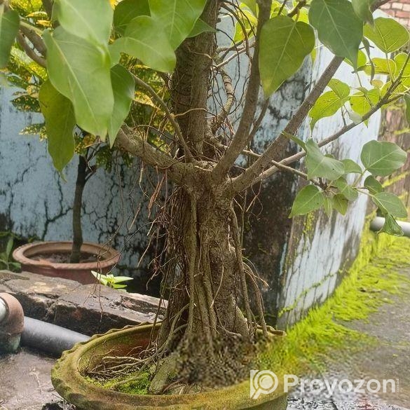 বনসাই গাছ