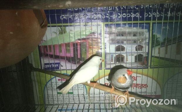 ফিন্স পাখি