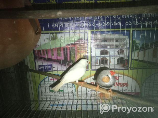 ফিন্স পাখি