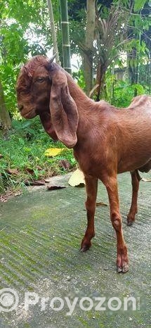 বিটোল পাঠা