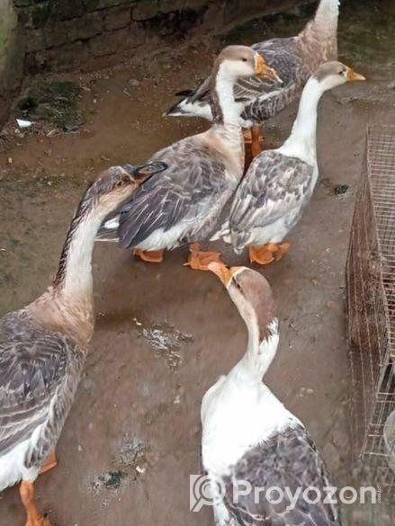 রাজা হাঁস