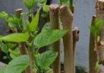মালবেরি ফল সহ Mulberry plant