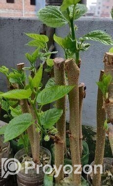 মালবেরি ফল সহ Mulberry plant
