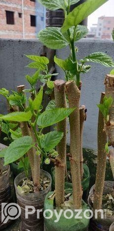 মালবেরি ফল সহ Mulberry plant