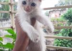 Mixed Bred Male Cat