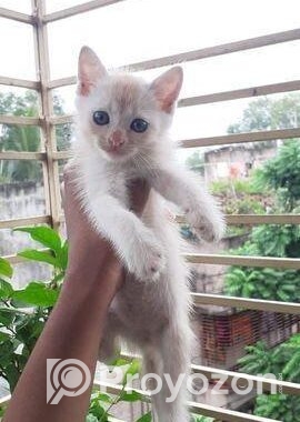 Mixed Bred Male Cat