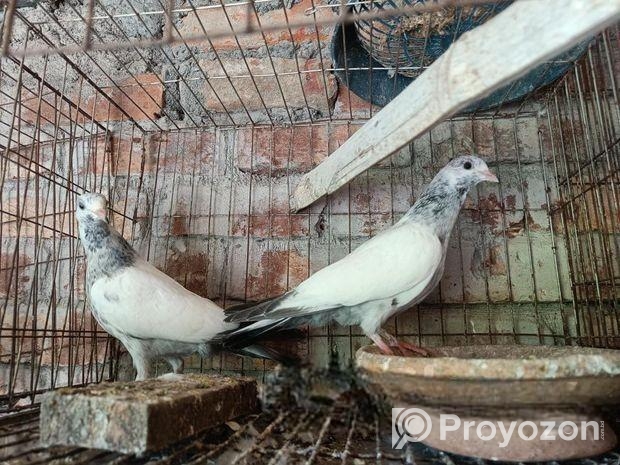 গলায় লাল বাচ্চা