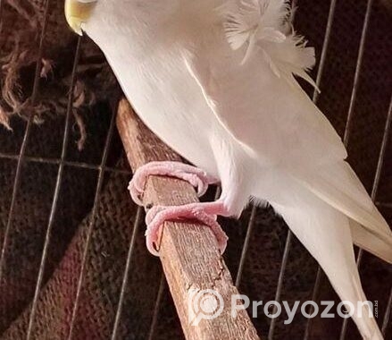 Jp White Df Female