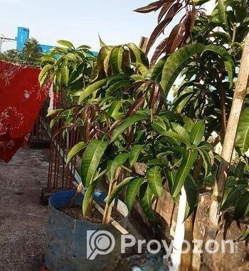 বিদেশি লিচু আম পেয়ারা আরো অন্যান্য ফলজ গাছ বড় ড্রামে ফিটিংসহ