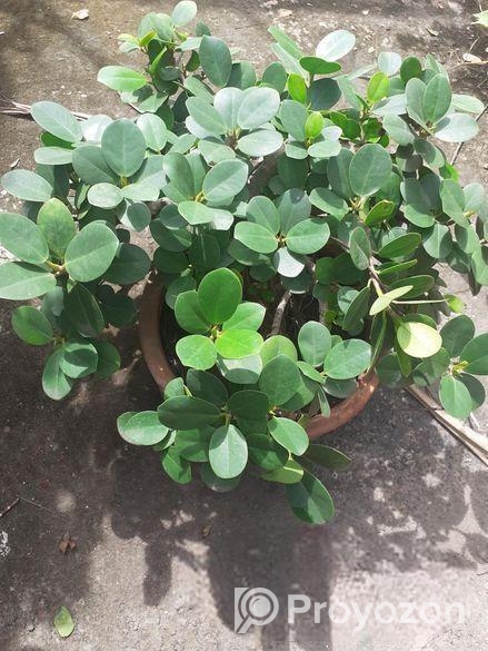 বনসাই ফাইকাস চায়না বট Bonshai China Bot Ficus Bons