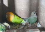 Love Bird Baby