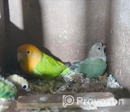 Love Bird Baby