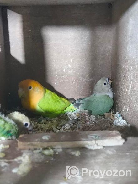 Love Bird Baby