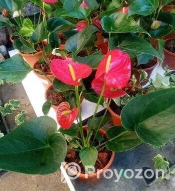 Anthurium gass
