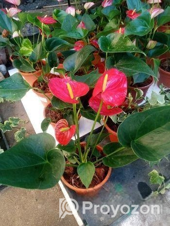 Anthurium gass
