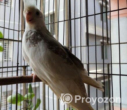 Adult Male Cockatiel