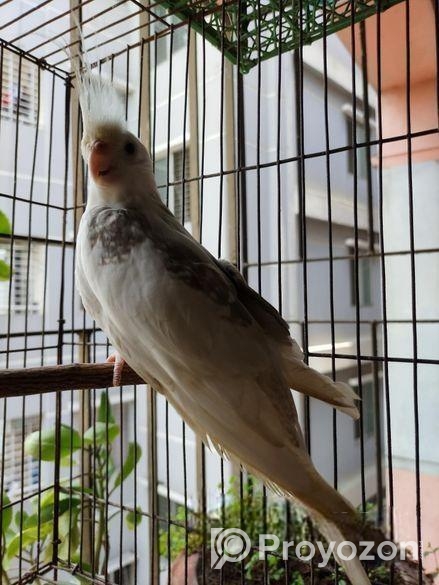 Adult Male Cockatiel