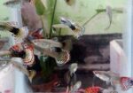 Red Dragon Guppy