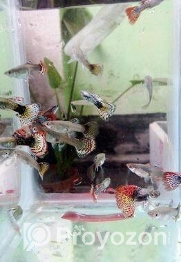 Red Dragon Guppy