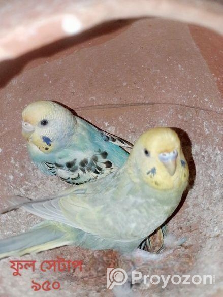 ফুল সেটাপ বাজরিগার