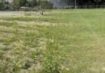 Land For Sale Bashundhara River View