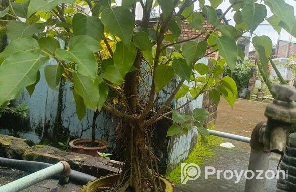 বনসাই গাছ