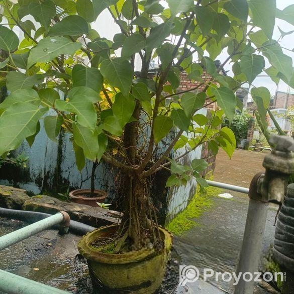 বনসাই গাছ