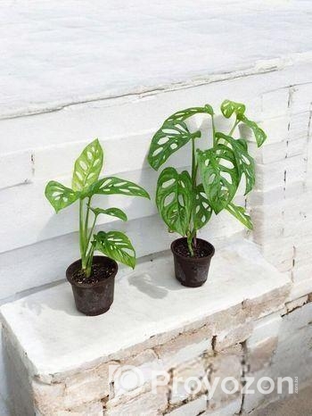 মন্সটেরা