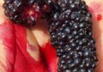 মালবেরি ফল সহ Mulberry plant