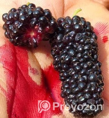 মালবেরি ফল সহ Mulberry plant
