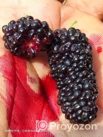 মালবেরি ফল সহ Mulberry plant