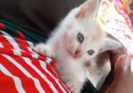 Mixed Bred Male Cat