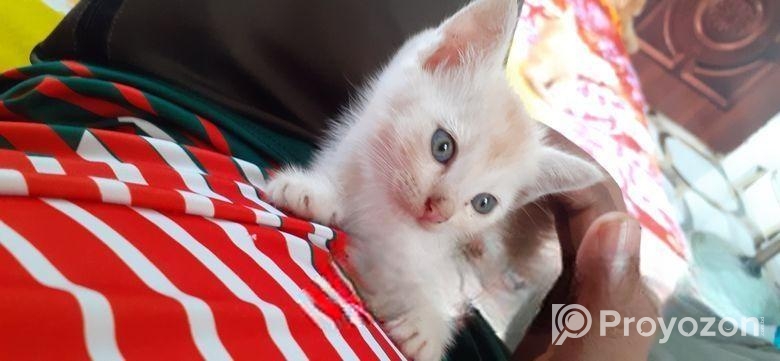 Mixed Bred Male Cat