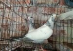 গলায় লাল বাচ্চা
