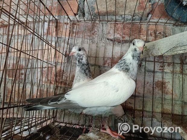 গলায় লাল বাচ্চা