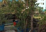 বিদেশি লিচু আম পেয়ারা আরো অন্যান্য ফলজ গাছ বড় ড্রামে ফিটিংসহ
