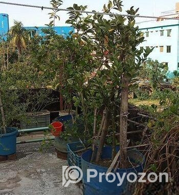 বিদেশি লিচু আম পেয়ারা আরো অন্যান্য ফলজ গাছ বড় ড্রামে ফিটিংসহ
