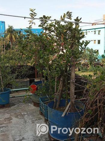 বিদেশি লিচু আম পেয়ারা আরো অন্যান্য ফলজ গাছ বড় ড্রামে ফিটিংসহ