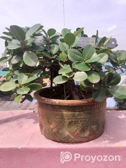 বনসাই ফাইকাস চায়না বট Bonshai China Bot Ficus Bons