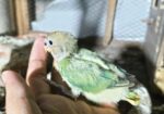 Love Bird Baby